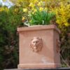 Cubo teste leone terracottakruka fyrkantig med lejon från Italien