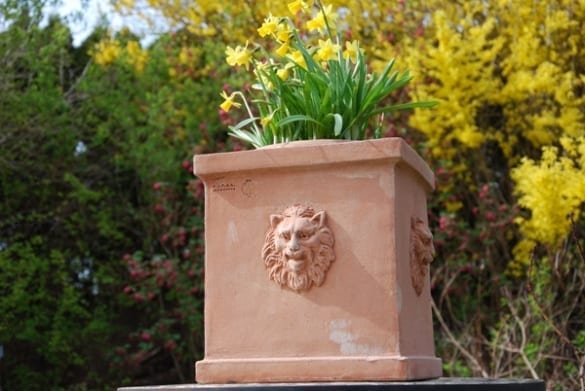 Cubo teste leone terracottakruka fyrkantig med lejon från Italien