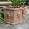 Lejonkruka terrakotta Italien frosttålig