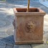 Lejonkruka terracotta frosttålig