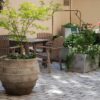 Colosseo stora utekrukor terrakottakruka frosttåligt