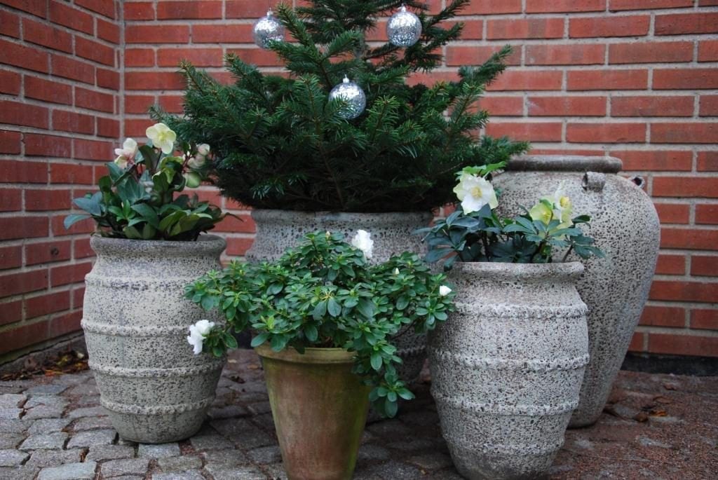 Colosseo Julgran i stora frosttåliga krukor cadabra