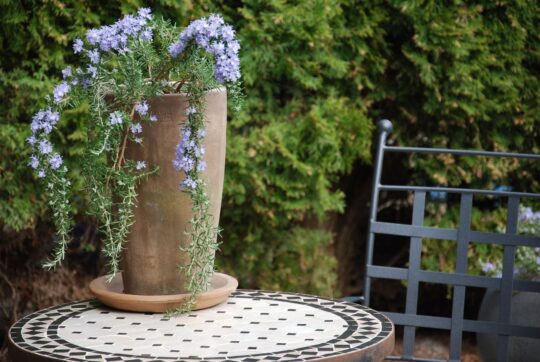 höga frosttåliga utekrukor vaso cono chocolate för trädgården och uteplatsen