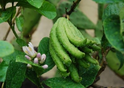 Buddhas hand fingercitron i terrakottakruka Cadabra