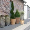 Stora Krukor Orangeri - Bild 9