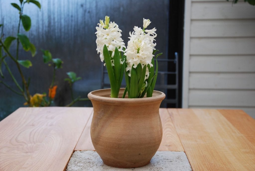 Tulip frosttåliga terrakottakrukor krukor och utomhuskrukor från Kreta