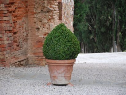 Stora Terracottakrukor Vaso Festonato från Toscana Italien för medelhavsträdgården