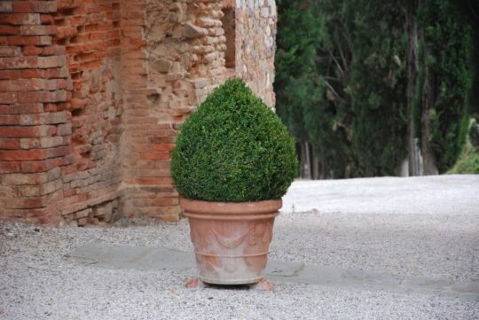 Stora Terracottakrukor Vaso Festonato från Toscana Italien för medelhavsträdgården