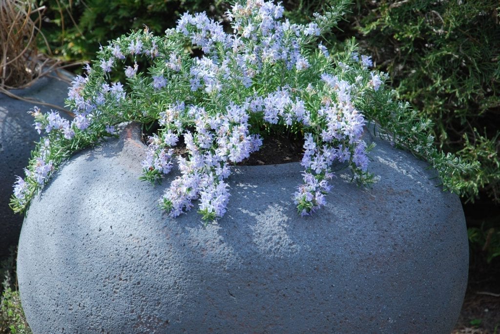 Vaso Vecchio låga urnor och krukor i stengods interior garden design