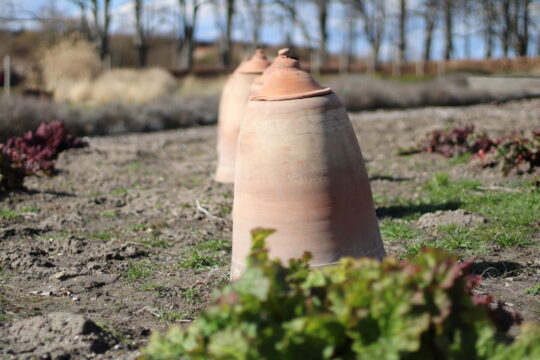 Rabarberkruka Rabarberklocka Rhubarb forcer