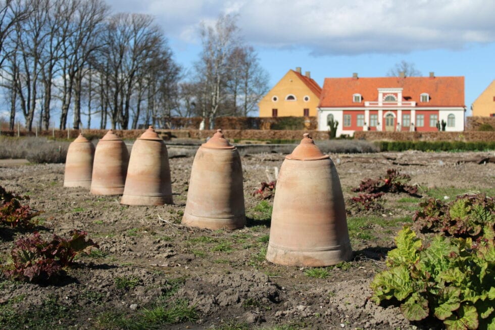 Rabarberkruka Rabarberklocka Rhubarb forcer