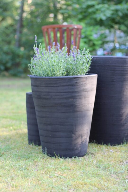 höga frosttåliga utekrukor Cono Licorice Scratch i terrakotta