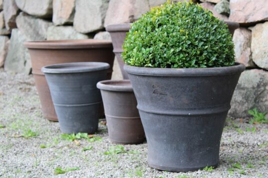 Svart brun grå stor terrakottakruka orangeri Lavaterrakotta frosttålig